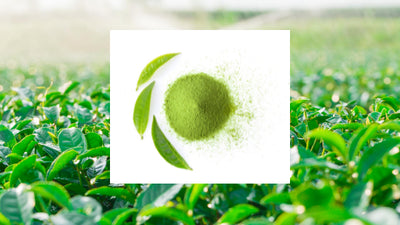 Antibacterial effect of oraCMU with green tea extract