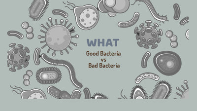 Good Bacteria vs Bad Bacteria